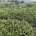 绿茶籽茶叶籽茶种子高山茶籽