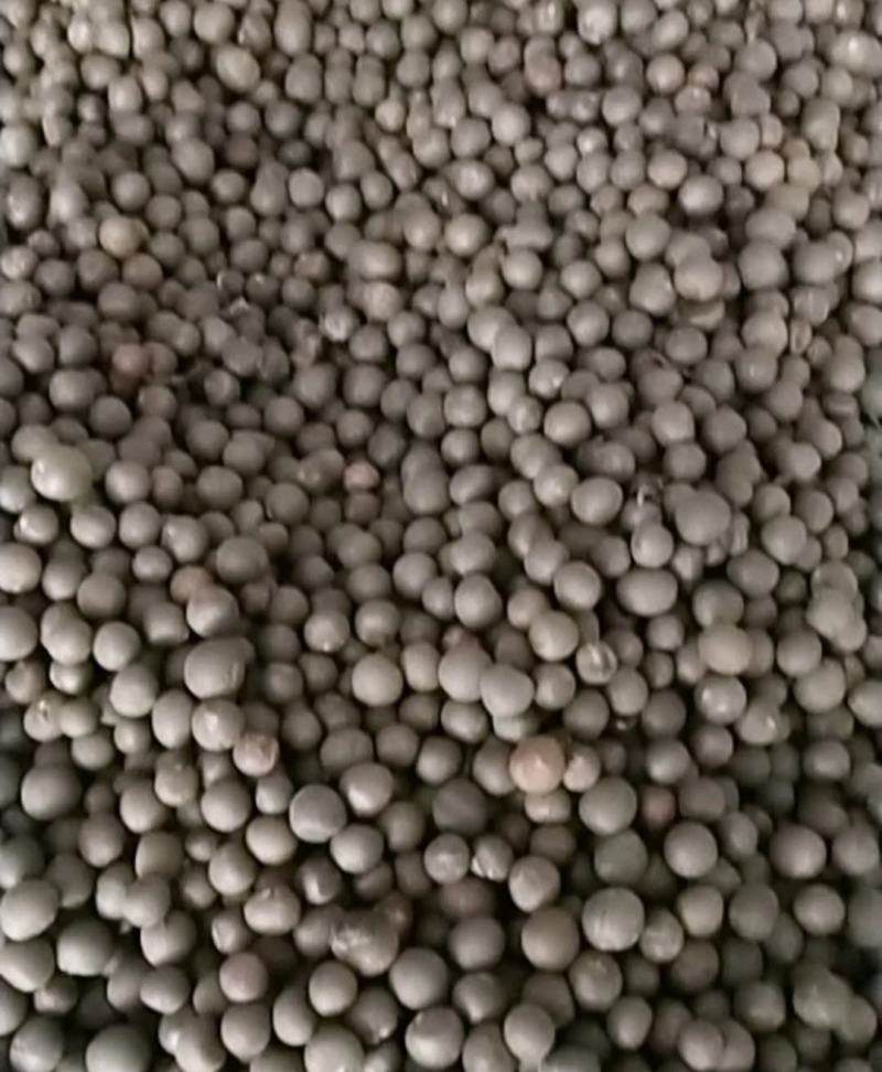 绿茶籽茶叶籽茶种子高山茶籽