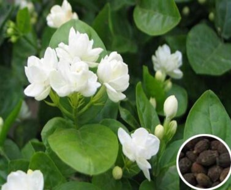 茉莉花种子花籽易活易种耐热观赏植物四季可播阳台盆栽室内花