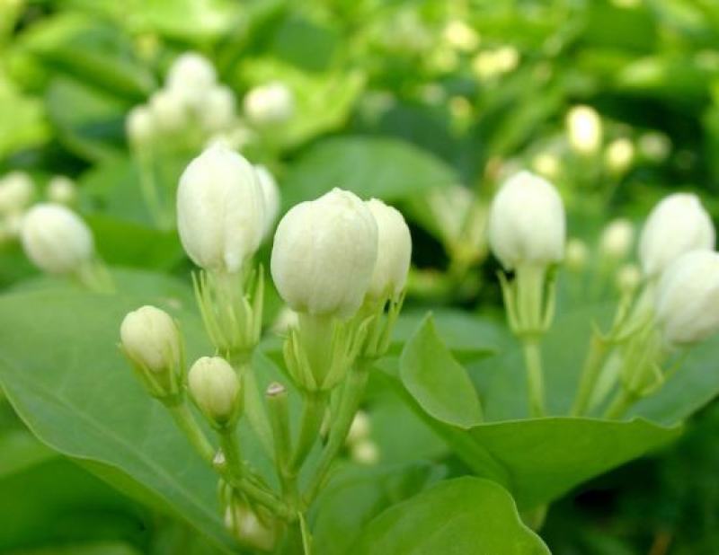 茉莉花种子花籽易活易种耐热观赏植物四季可播阳台盆栽室内花