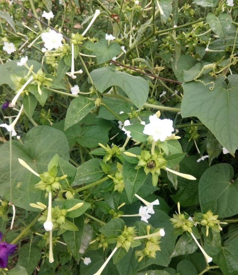 茉莉花种子花籽易活易种耐热观赏植物四季可播阳台盆栽室内花