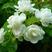 茉莉花种子花籽易活易种耐热观赏植物四季可播阳台盆栽室内花