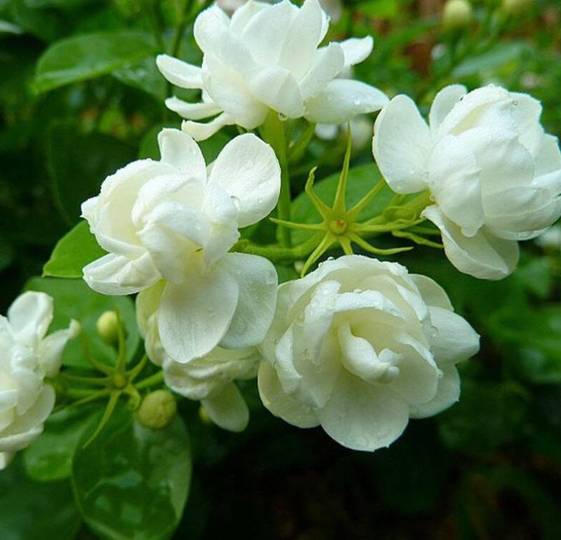 茉莉花种子花籽易活易种耐热观赏植物四季可播阳台盆栽室内花