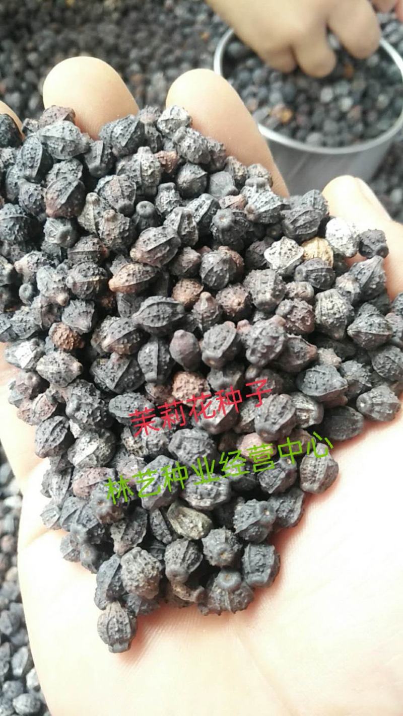 茉莉花种子花籽易活易种耐热观赏植物四季可播阳台盆栽室内花