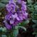 紫罗兰花种子室内阳台庭院易种易活耐寒花海花卉绿植四季播种