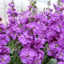 紫罗兰花种子室内阳台庭院易种易活耐寒花海花卉绿植四季播种