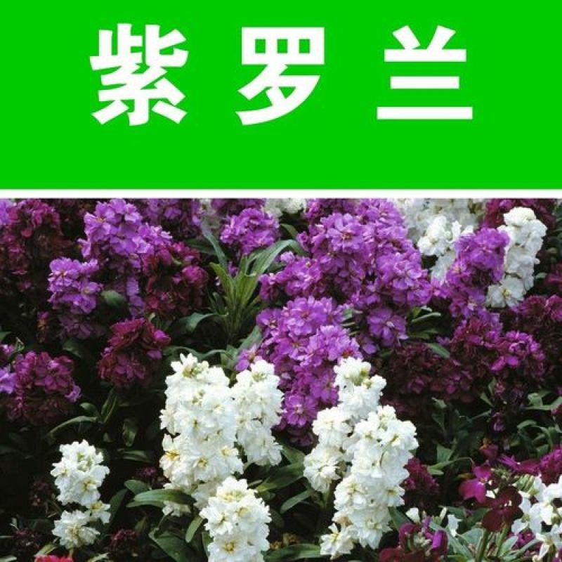 紫罗兰花种子室内阳台庭院易种易活耐寒花海花卉绿植四季播种