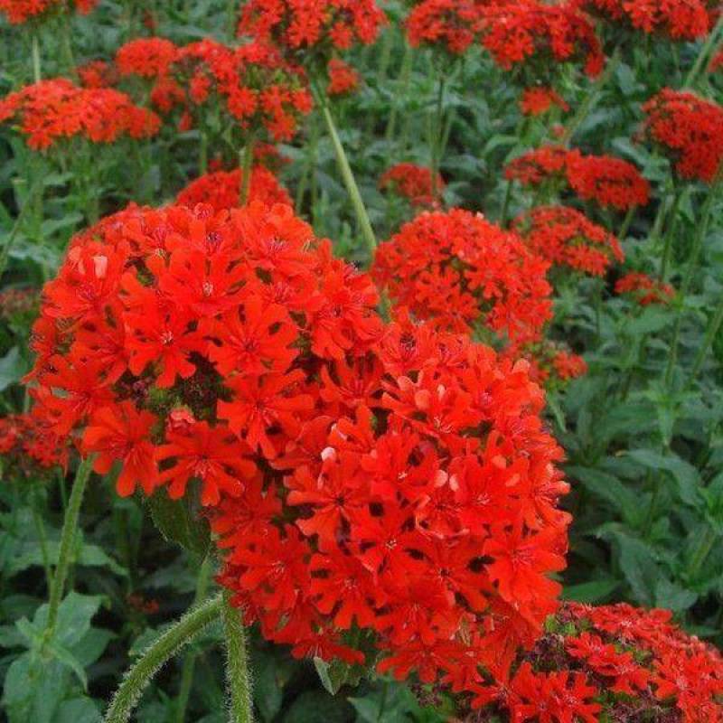 山红花大花剪秋罗种子多年生草本四季可播种观赏花海