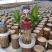 巴西木小盆栽水培植物幸运木桌面绿植盆栽办公桌面室内