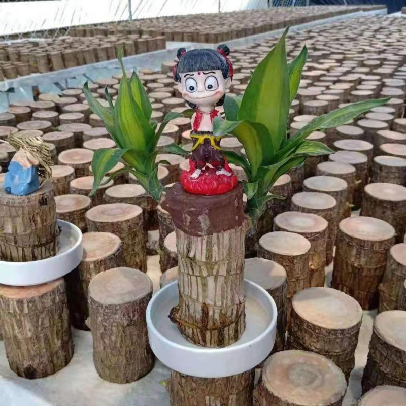 巴西木小盆栽水培植物幸运木桌面绿植盆栽办公桌面室内