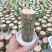 巴西木小盆栽水培植物幸运木桌面绿植盆栽办公桌面室内