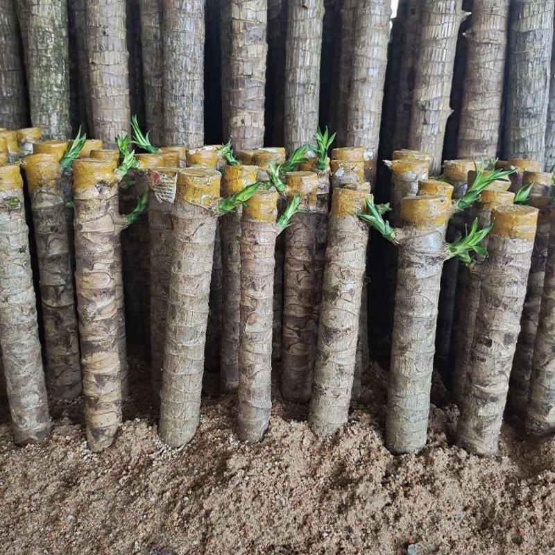 巴西木小盆栽水培植物幸运木桌面绿植盆栽办公桌面室内