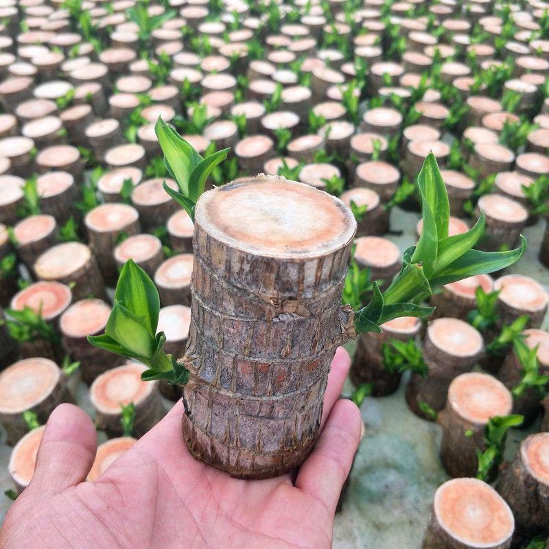 巴西木小盆栽水培植物幸运木桌面绿植盆栽办公桌面室内