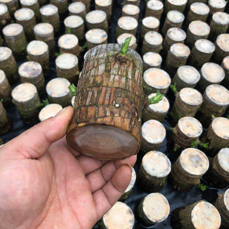 巴西木小盆栽水培植物幸运木桌面绿植盆栽办公桌面室内