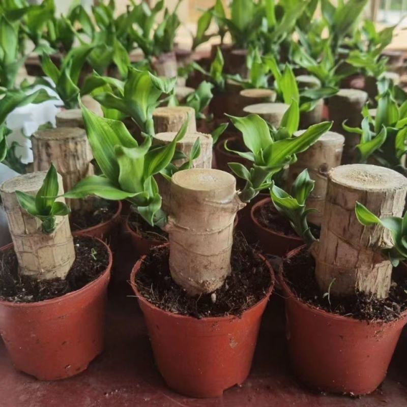 巴西木小盆栽水培植物幸运木桌面绿植盆栽办公桌面室内