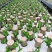 巴西木小盆栽水培植物幸运木桌面绿植盆栽办公桌面室内