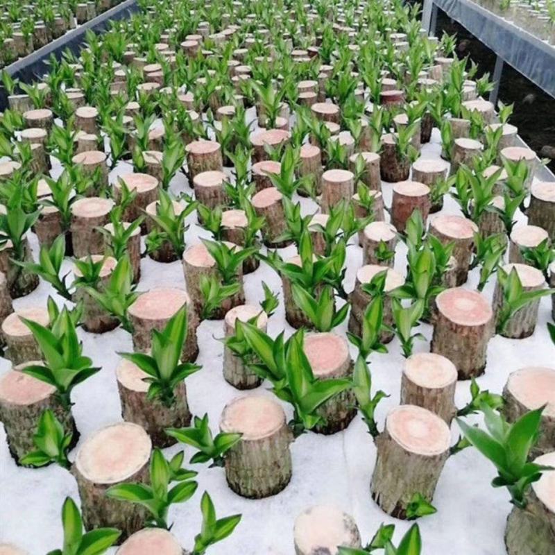 巴西木小盆栽水培植物幸运木桌面绿植盆栽办公桌面室内