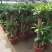 巴西木小盆栽水培植物幸运木桌面绿植盆栽办公桌面室内
