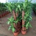 巴西木小盆栽水培植物幸运木桌面绿植盆栽办公桌面室内