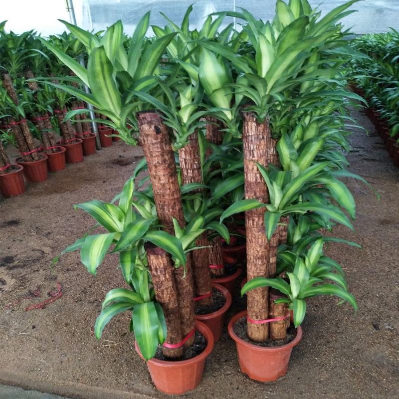 巴西木小盆栽水培植物幸运木桌面绿植盆栽办公桌面室内