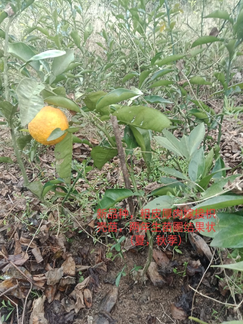 嫁接枳壳树苗，实生枳壳树苗