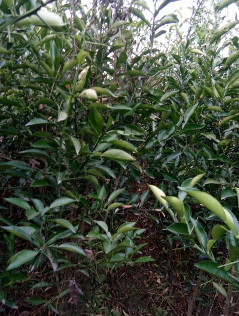 嫁接枳壳树苗，实生枳壳树苗