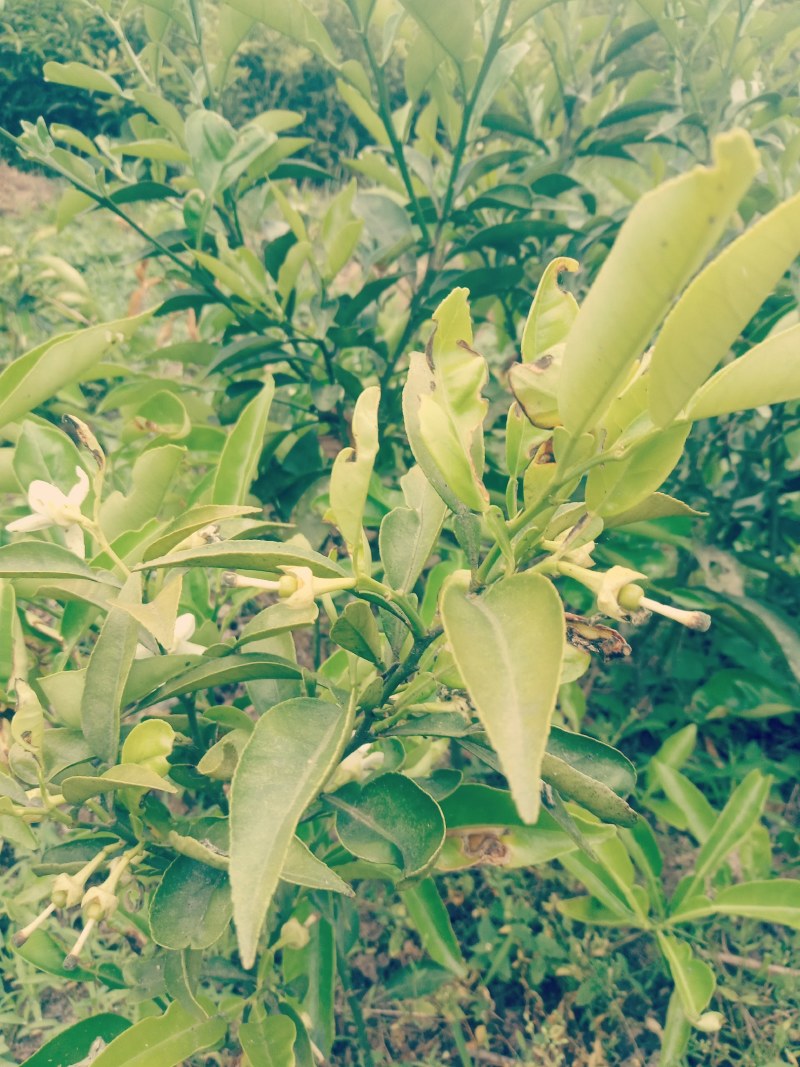 嫁接枳壳树苗，实生枳壳树苗