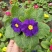 报春花盆栽四季开花室内室外阳台花卉庭院植物耐寒绿植带花苞