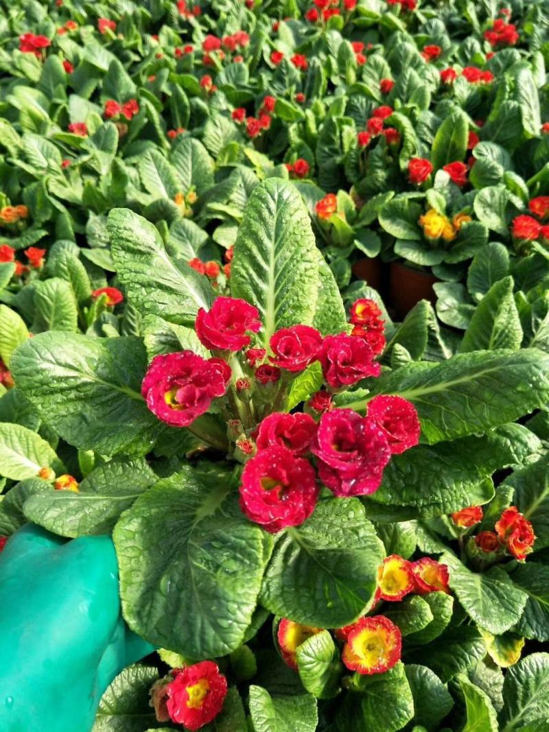 报春花盆栽四季开花室内室外阳台花卉庭院植物耐寒绿植带花苞