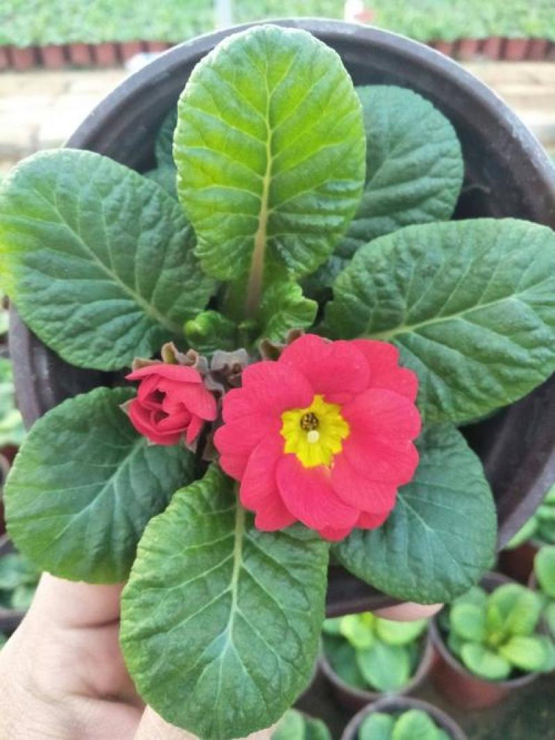 报春花盆栽四季开花室内室外阳台花卉庭院植物耐寒绿植带花苞