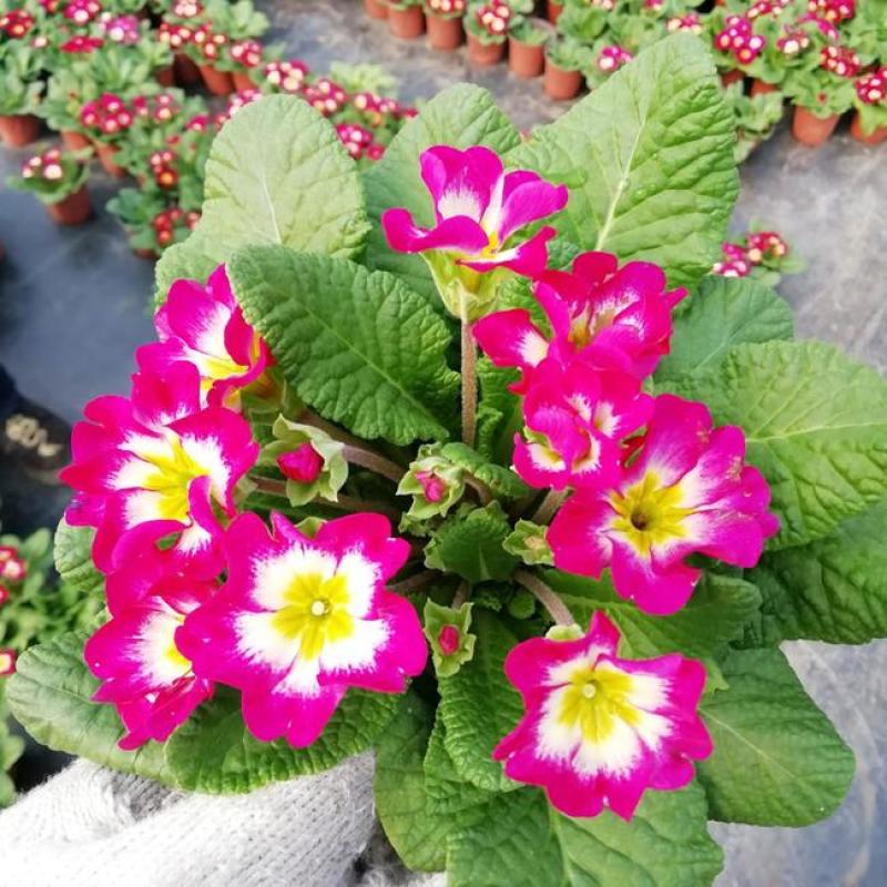 报春花盆栽四季开花室内室外阳台花卉庭院植物耐寒绿植带花苞
