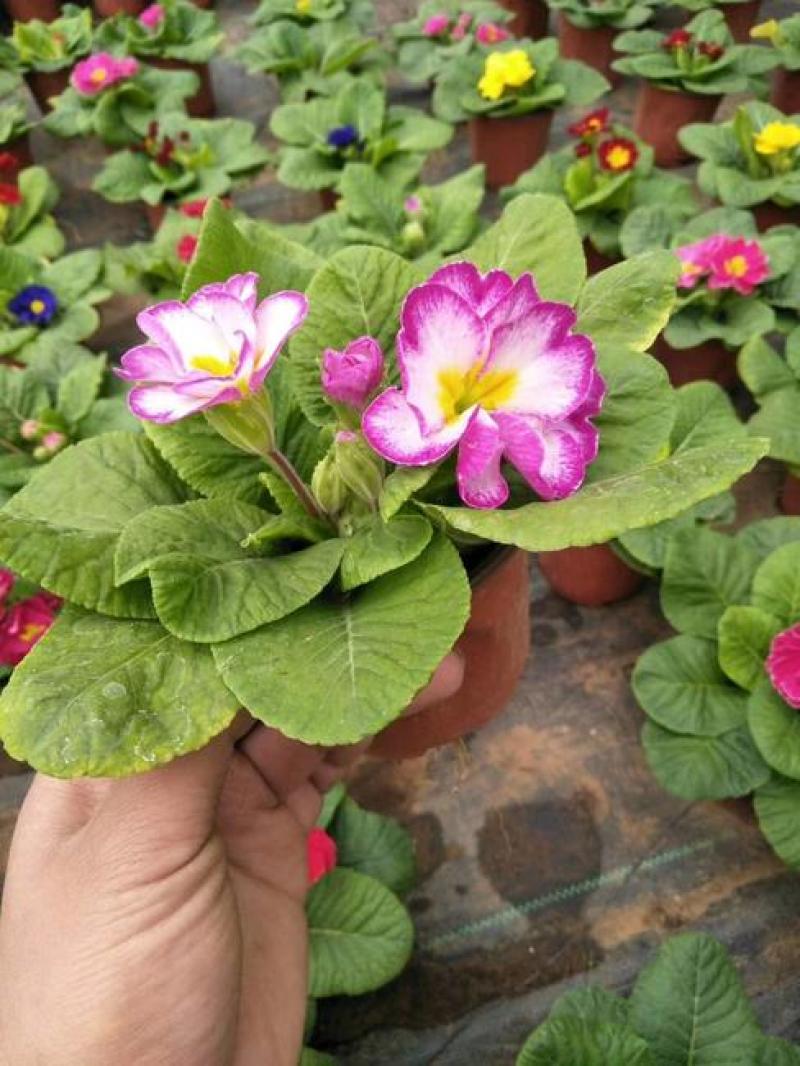 报春花盆栽四季开花室内室外阳台花卉庭院植物耐寒绿植带花苞