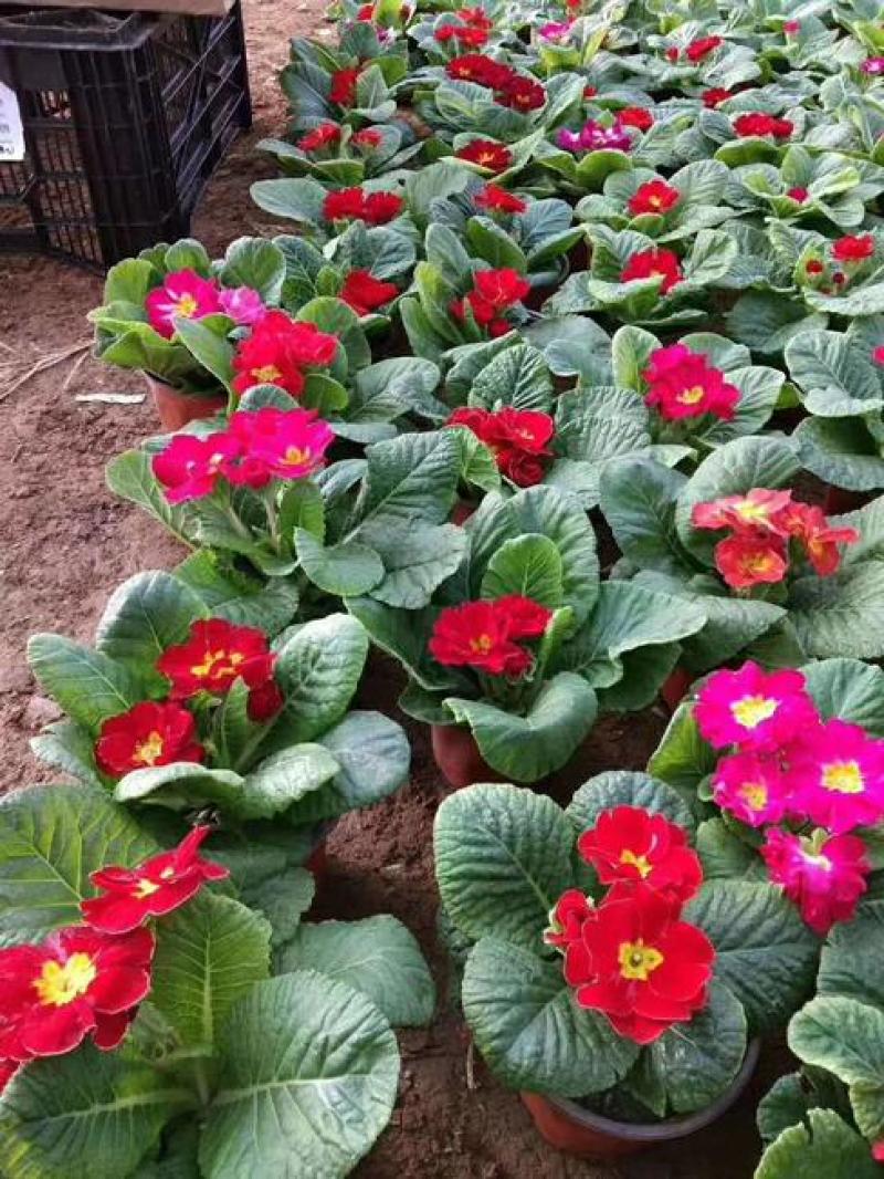 报春花盆栽四季开花室内室外阳台花卉庭院植物耐寒绿植带花苞