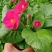 报春花盆栽四季开花室内室外阳台花卉庭院植物耐寒绿植带花苞
