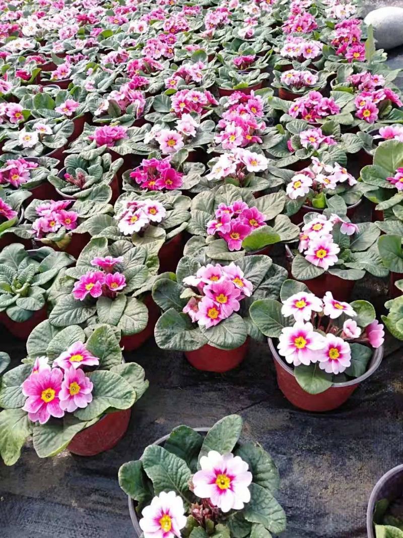 报春花盆栽四季开花室内室外阳台花卉庭院植物耐寒绿植带花苞