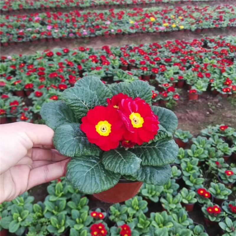 报春花盆栽四季开花室内室外阳台花卉庭院植物耐寒绿植带花苞