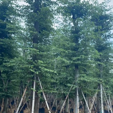 小叶榄仁