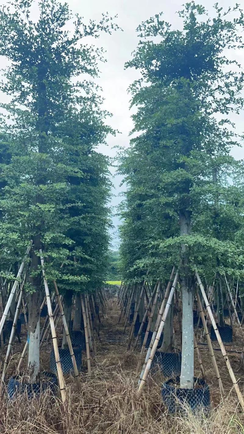 小叶榄仁