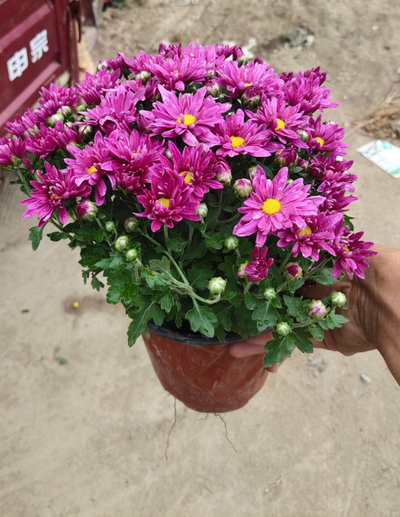 国庆菊，千头菊，红色，黄色粉三色，有120盆，150盆等
