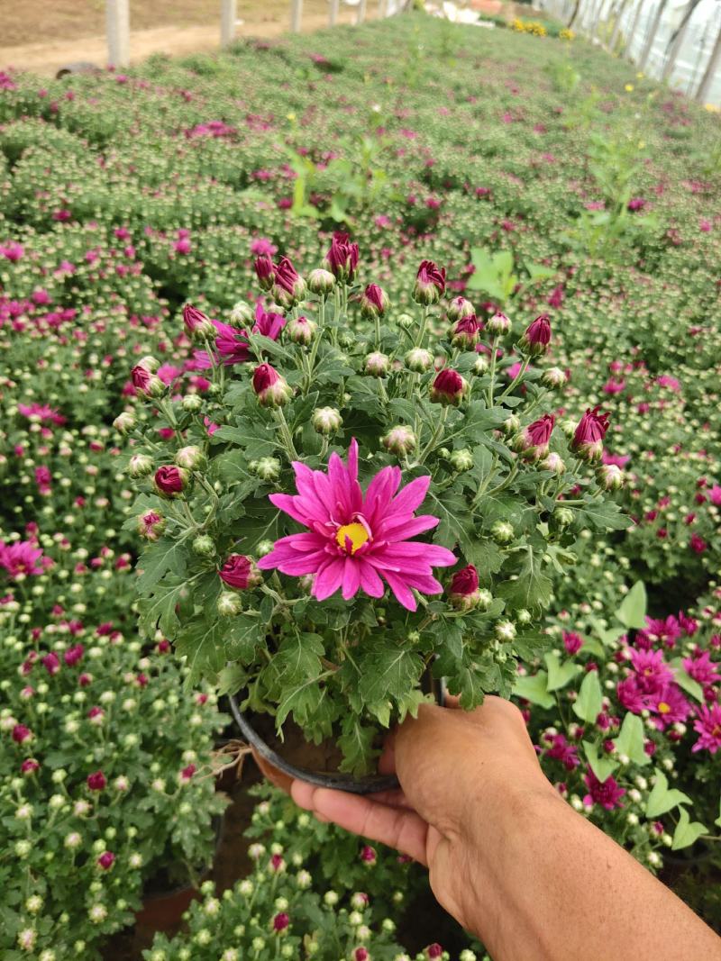 国庆菊，千头菊，红色，黄色粉三色，有120盆，150盆等
