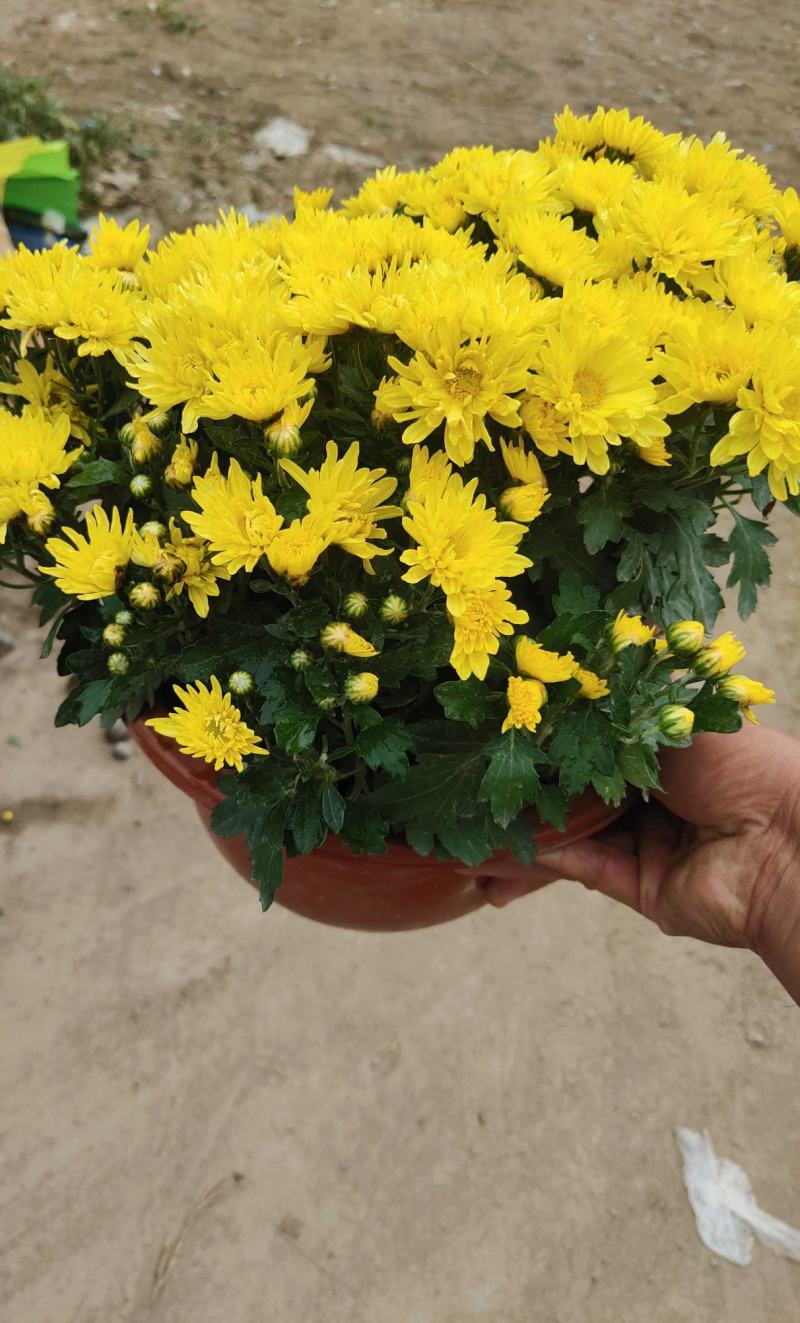 国庆菊，千头菊，红色，黄色粉三色，有120盆，150盆等