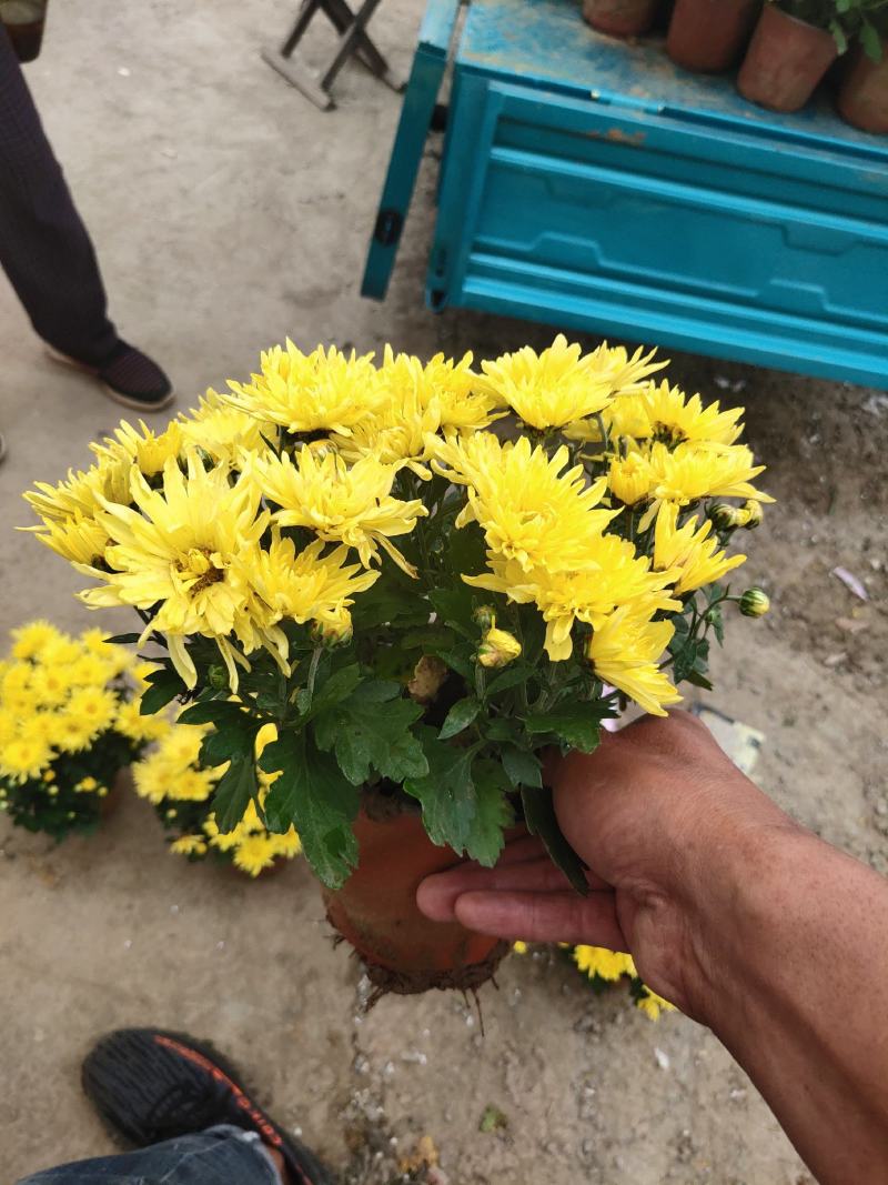 国庆菊，千头菊，红色，黄色粉三色，有120盆，150盆等