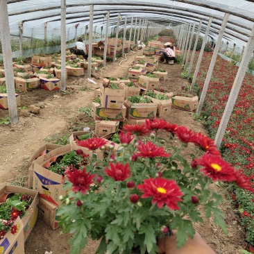 国庆菊，千头菊，红色，黄色粉三色，有120盆，150盆等