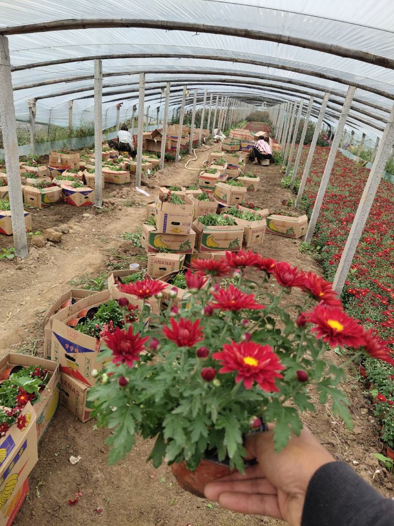 国庆菊，千头菊，红色，黄色粉三色，有120盆，150盆等