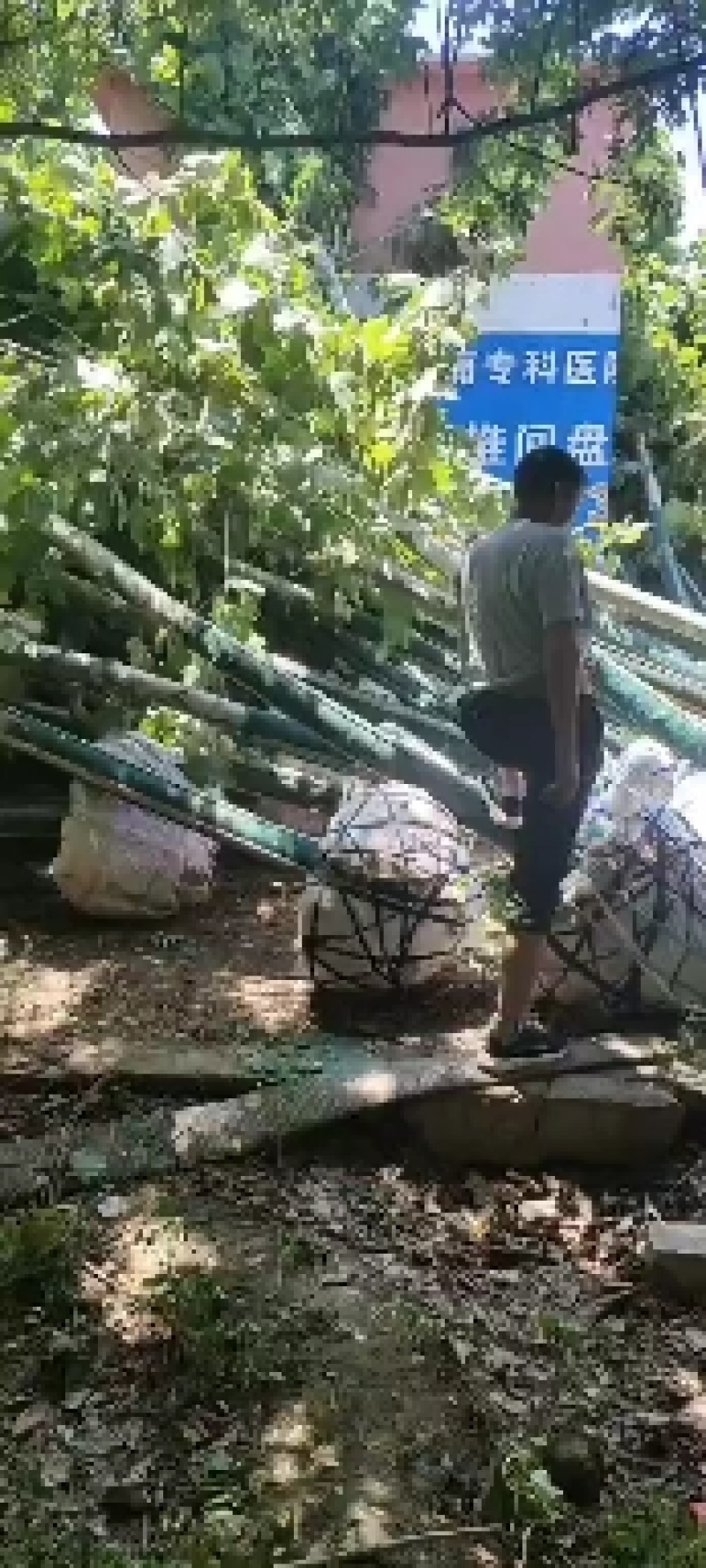 14公分，15公分，20公分，25二次移栽法桐，全冠法桐