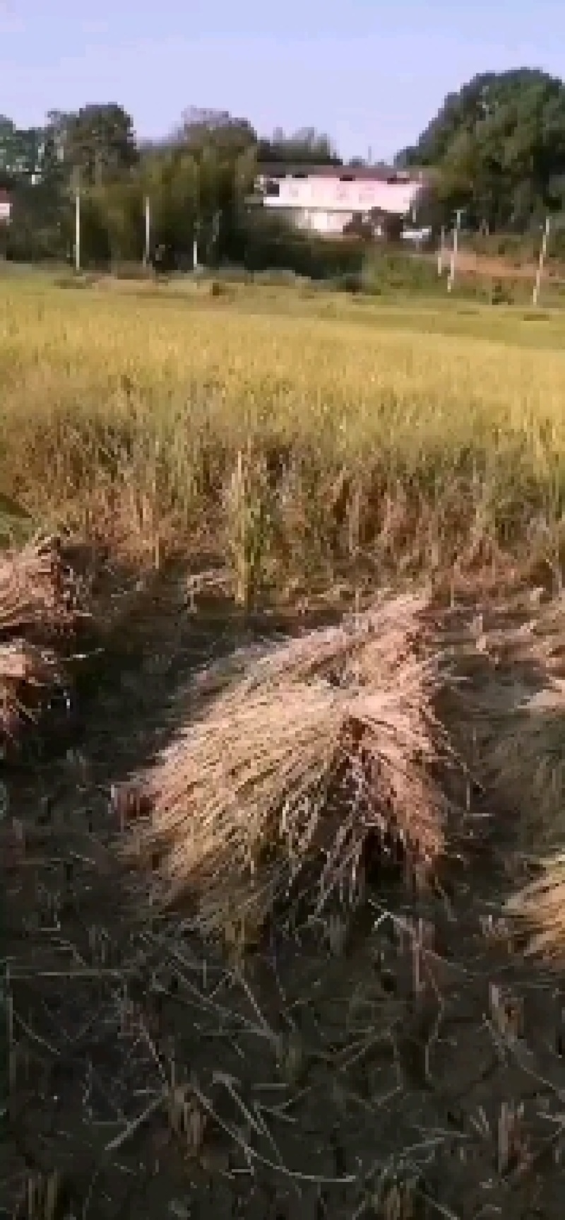 大米，蜂蜜