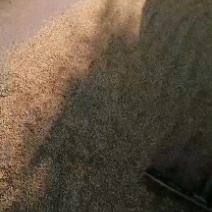 大米，蜂蜜