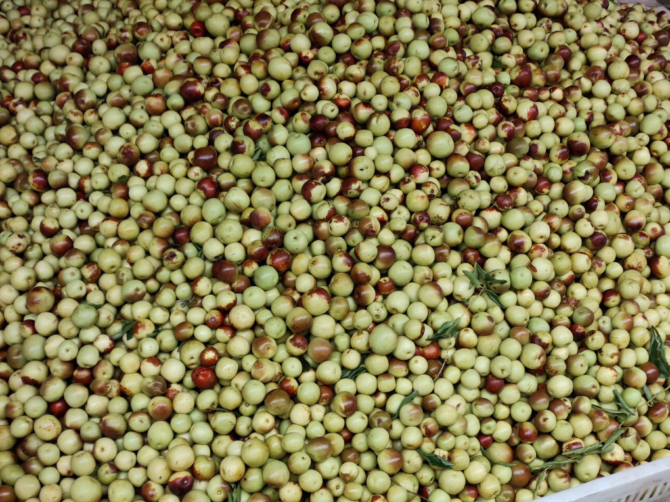 干大枣清洗前后对比特写