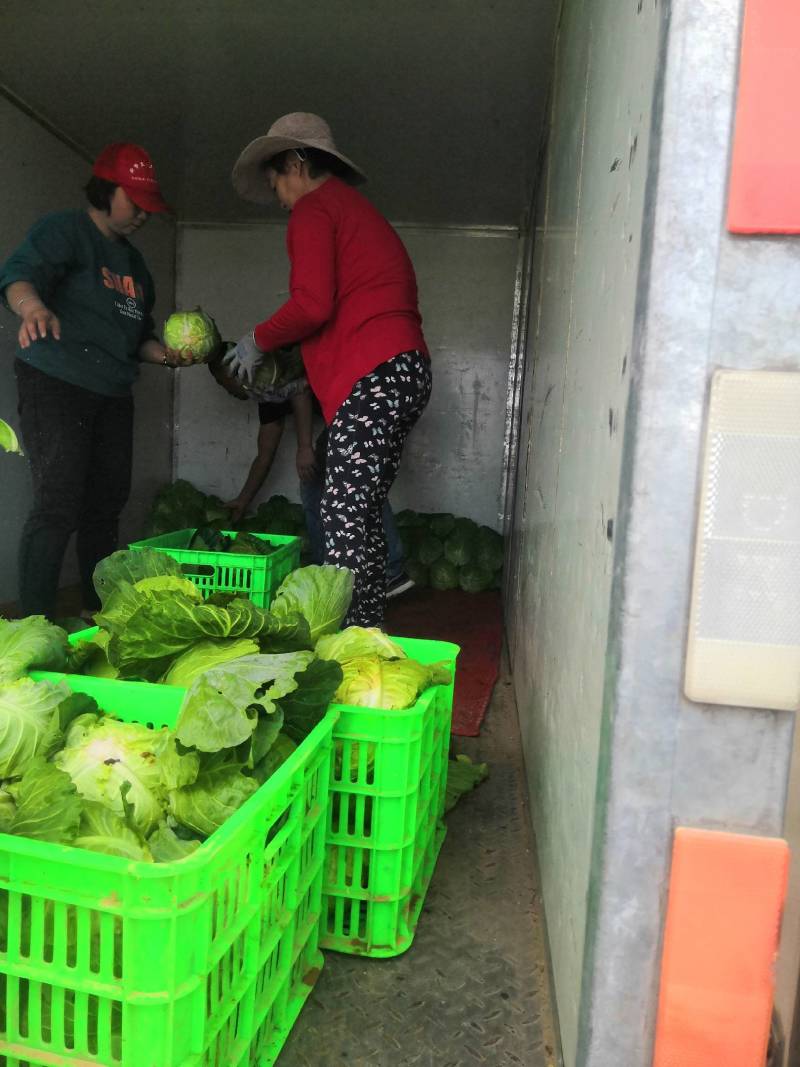 华卅区甘蓝大量上市欢迎全国各地客商光顾看货订购谢谢大家