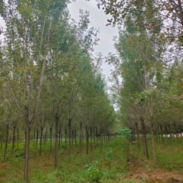 白蜡，太康白蜡10公分，12公分白蜡13-15公分白蜡量